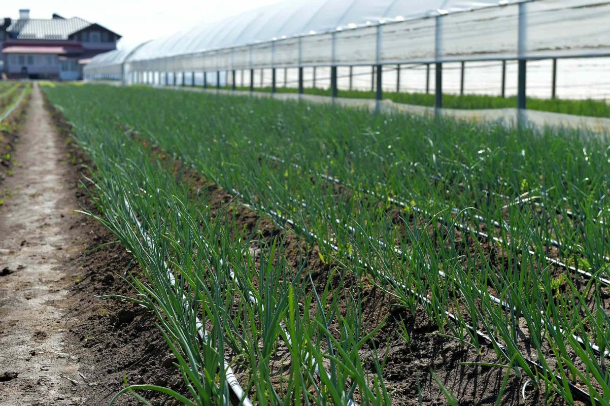 Platformă de sprijin și mentorat pentru tinerii fermieri 317949