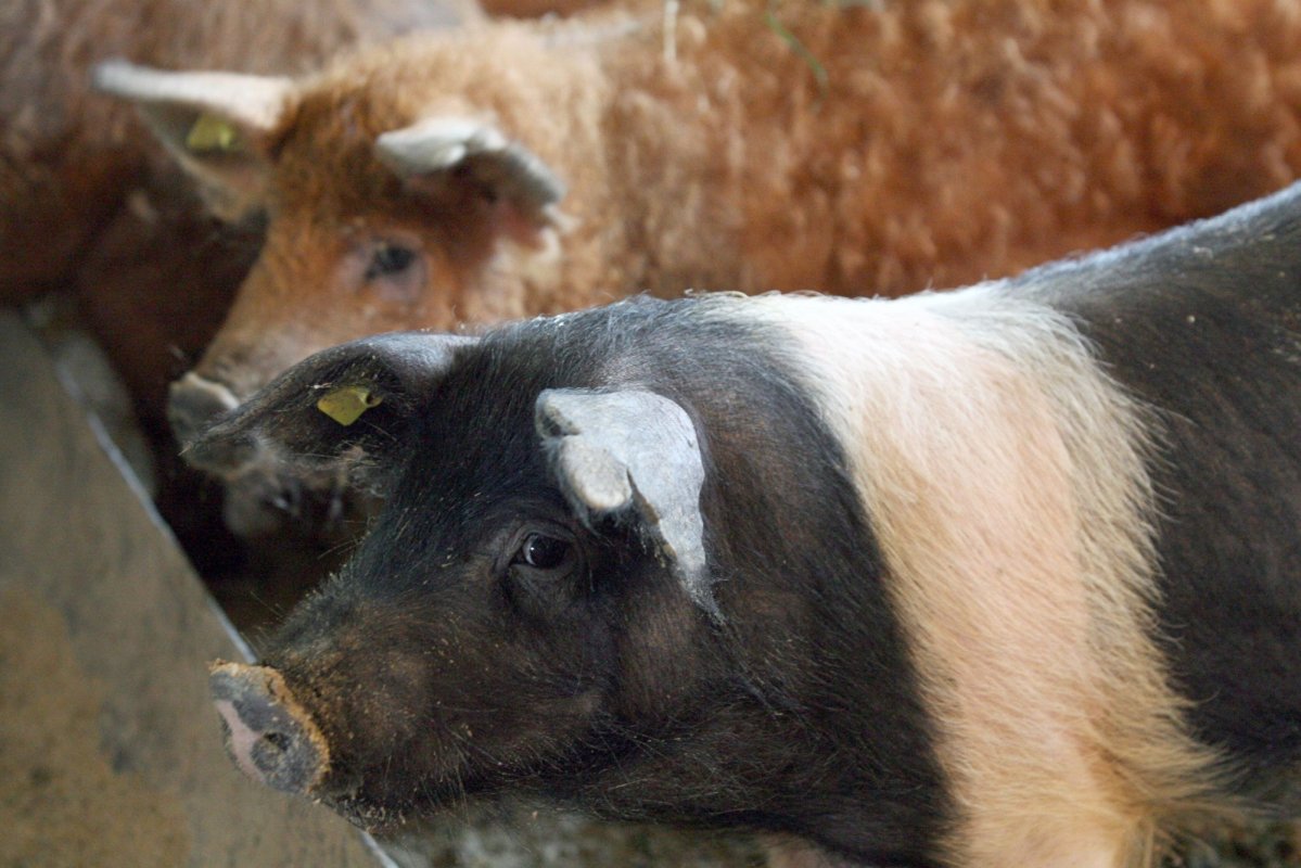 Reguli de bază la tăierea porcului şi comercializarea cărnii 318681