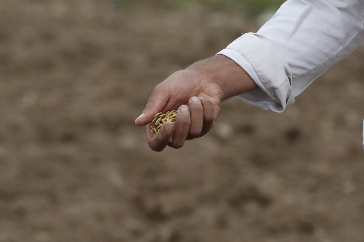 Scădere la nivel global a cotațiilor la cereale și zahăr 320867