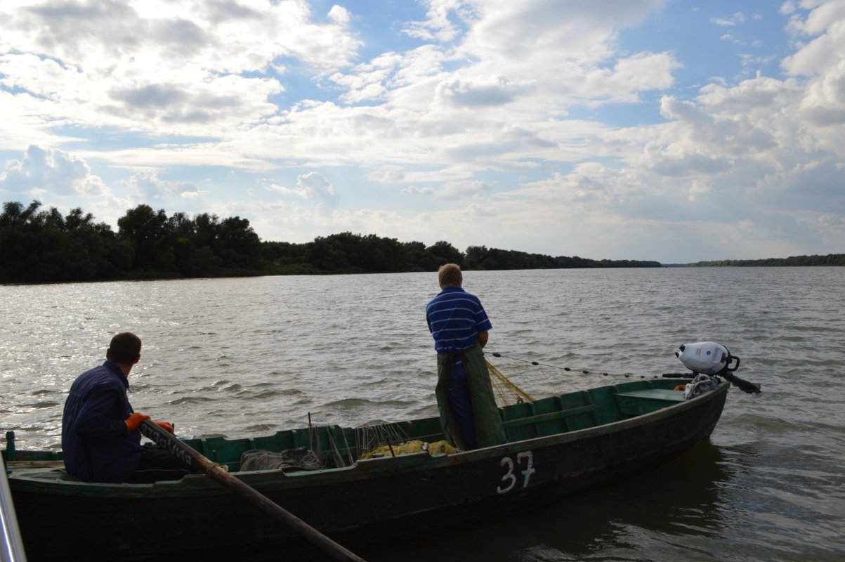 Capturi de 130 de tone la știucă, mult peste cota alocată 323342