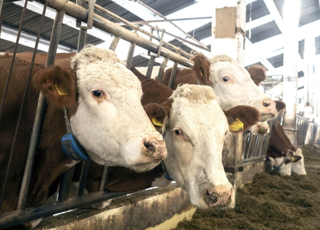 Recomandări pentru protejarea animalelor de ger 324372