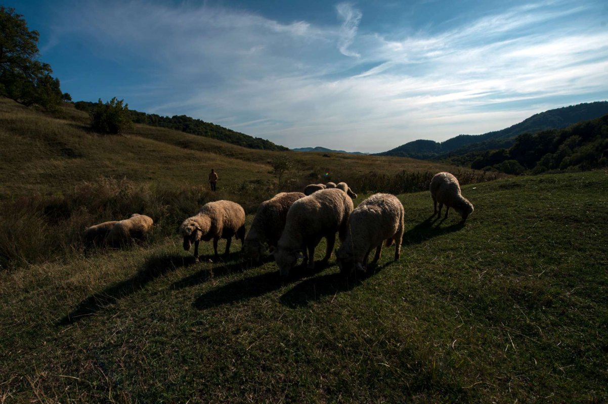 Se reia exportul de ovine în Arabia Saudită 324374