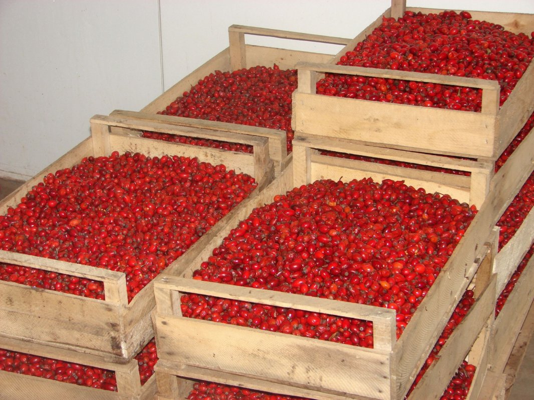 Cel mai important furnizor de măceșe   324881