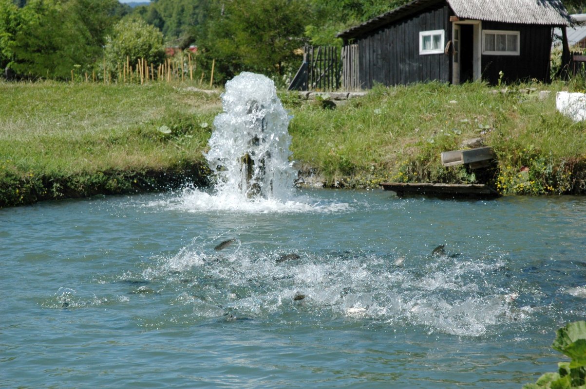 Fonduri pentru modernizarea unei păstrăvării din Vrancea 324880