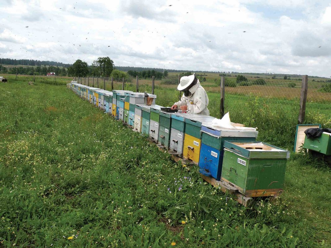 Sprijin în sectorul apicol 327673