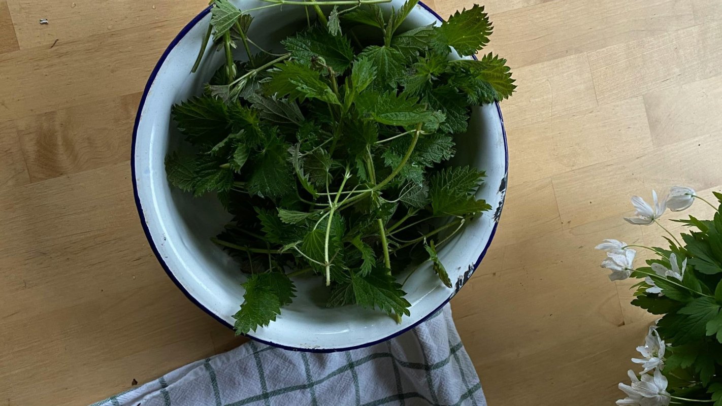 Preparate cu urzică, plantă aliment, dar şi medicament 327796