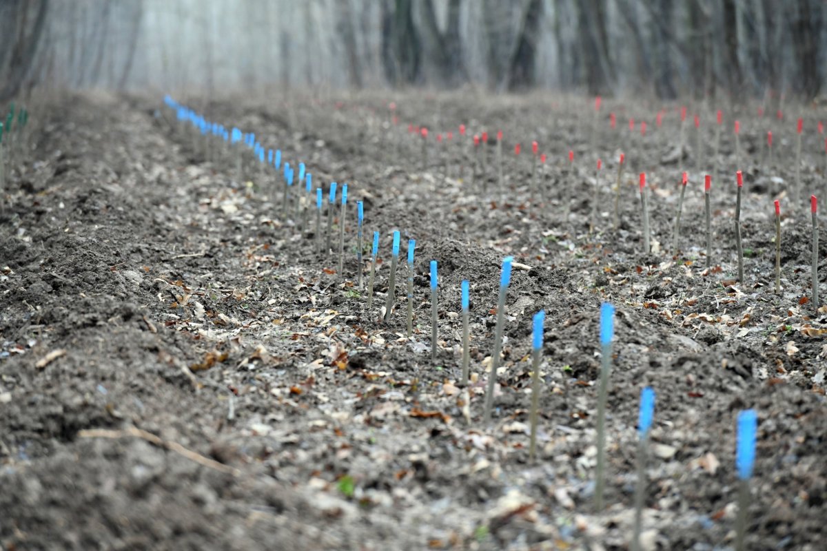 Cereri de plată pentru prima împădurire 329172