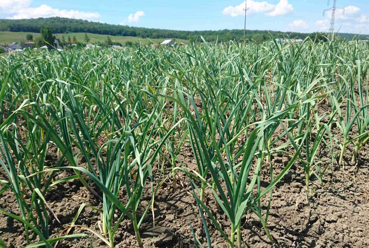 Sprijin pentru cartofi și usturoi 329735