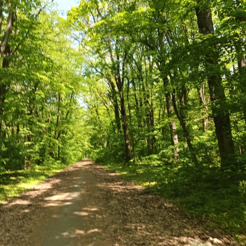 Necesara evadare 329940