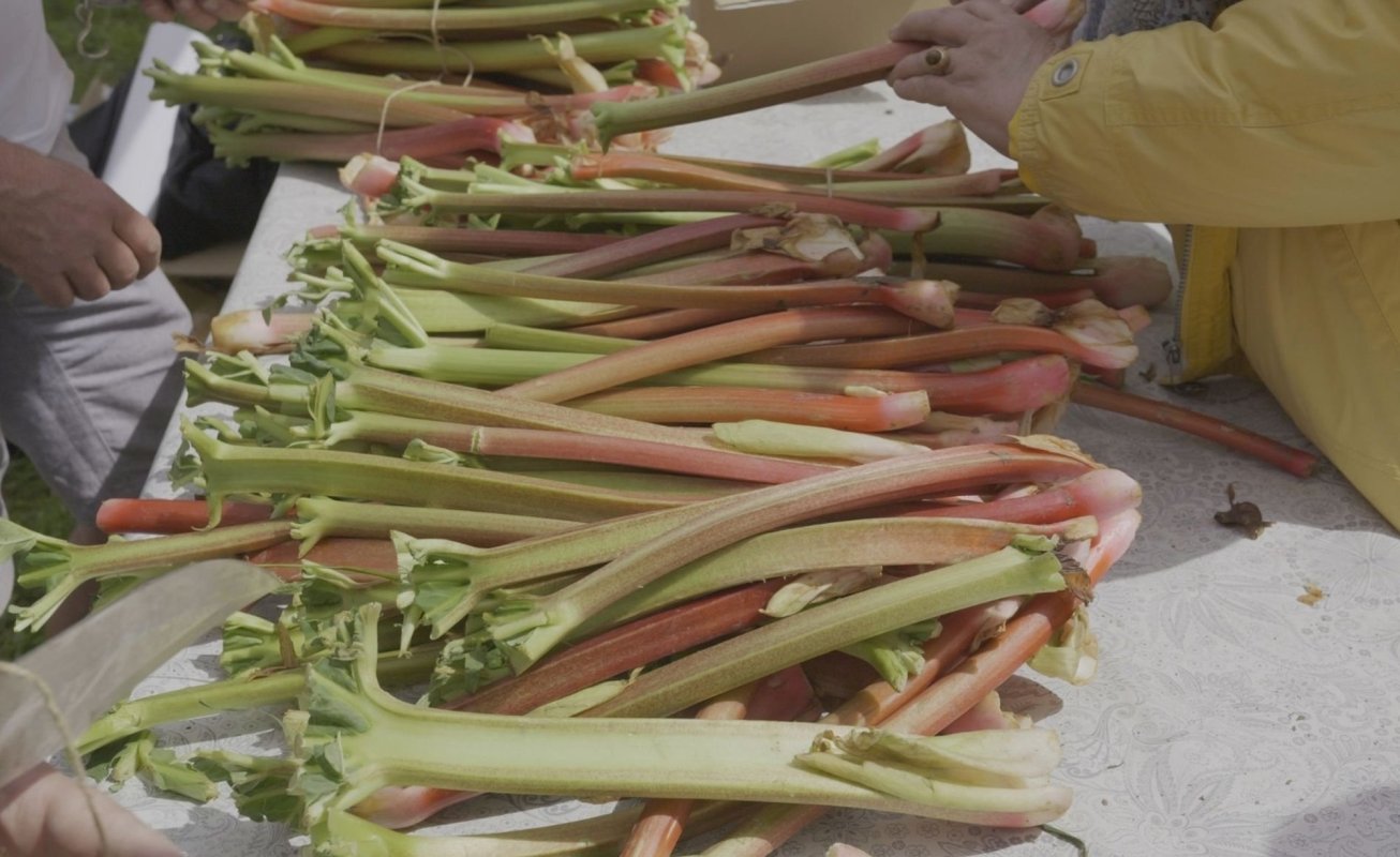 Sărbătoarea Rabarbărului la Saschiz 330161