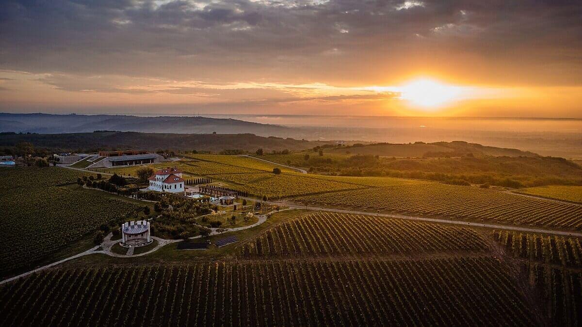 Povestea unei vii: între zdrobire și binecuvântare 330626