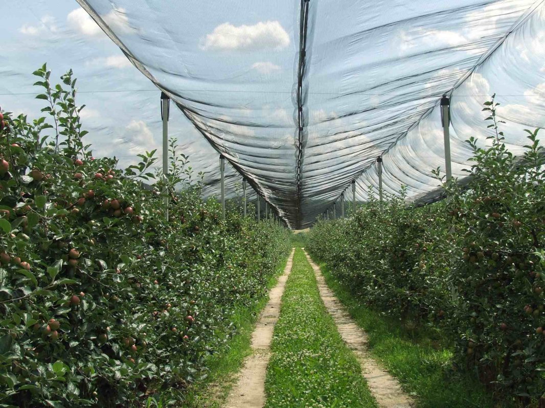 Evaluări ale pagubelor din horticultură 330901