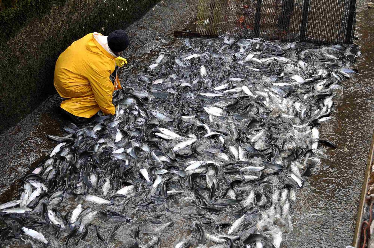 Repopulare cu puiet de păstrăv în Vrancea 331296