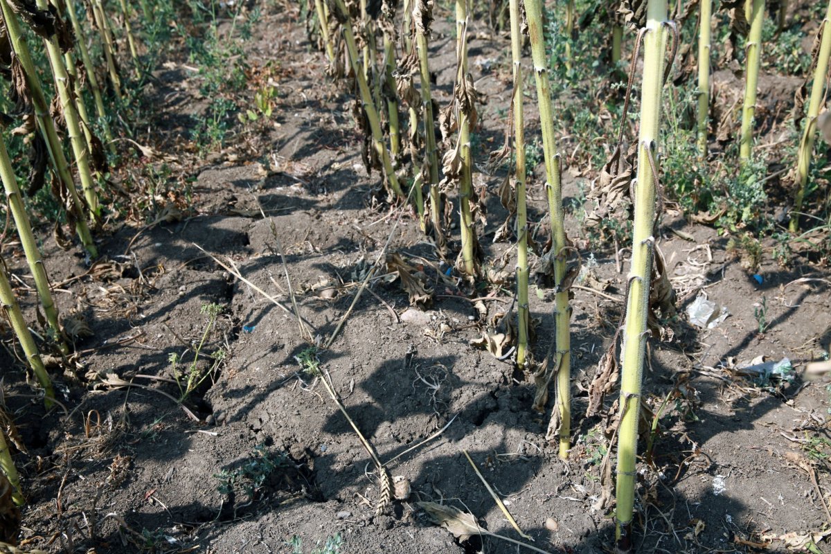 Fenomenele extreme afectează grav sectorul agricol 332390