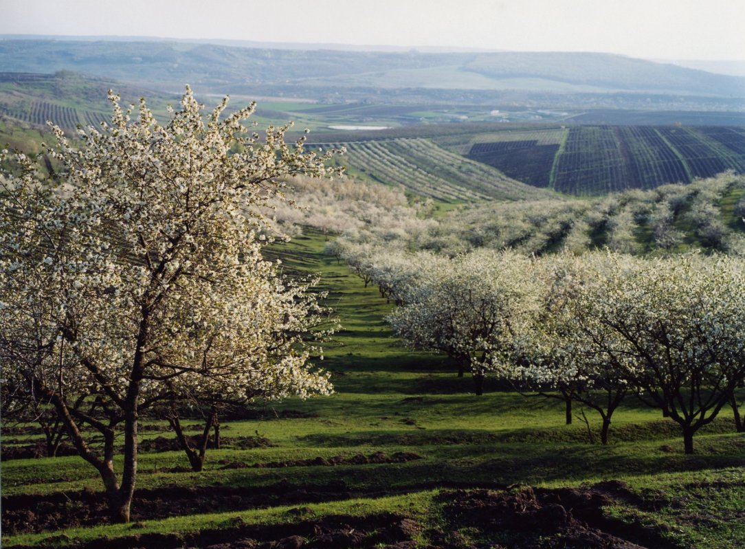 Livezi afectate de îngheţul târziu 332392