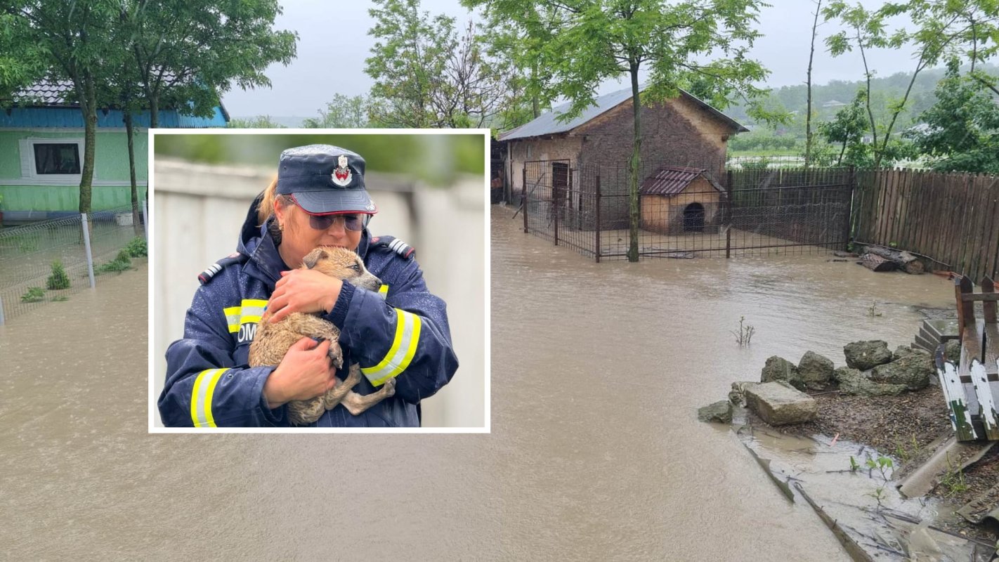 Recomandări pentru siguranţa animalelor din zonele cu risc de inundaţii  333019