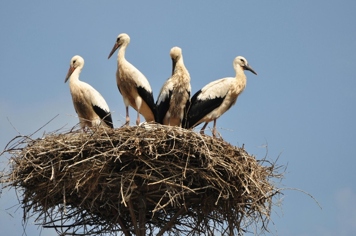 Recensământ internaţional al berzelor albe 334098