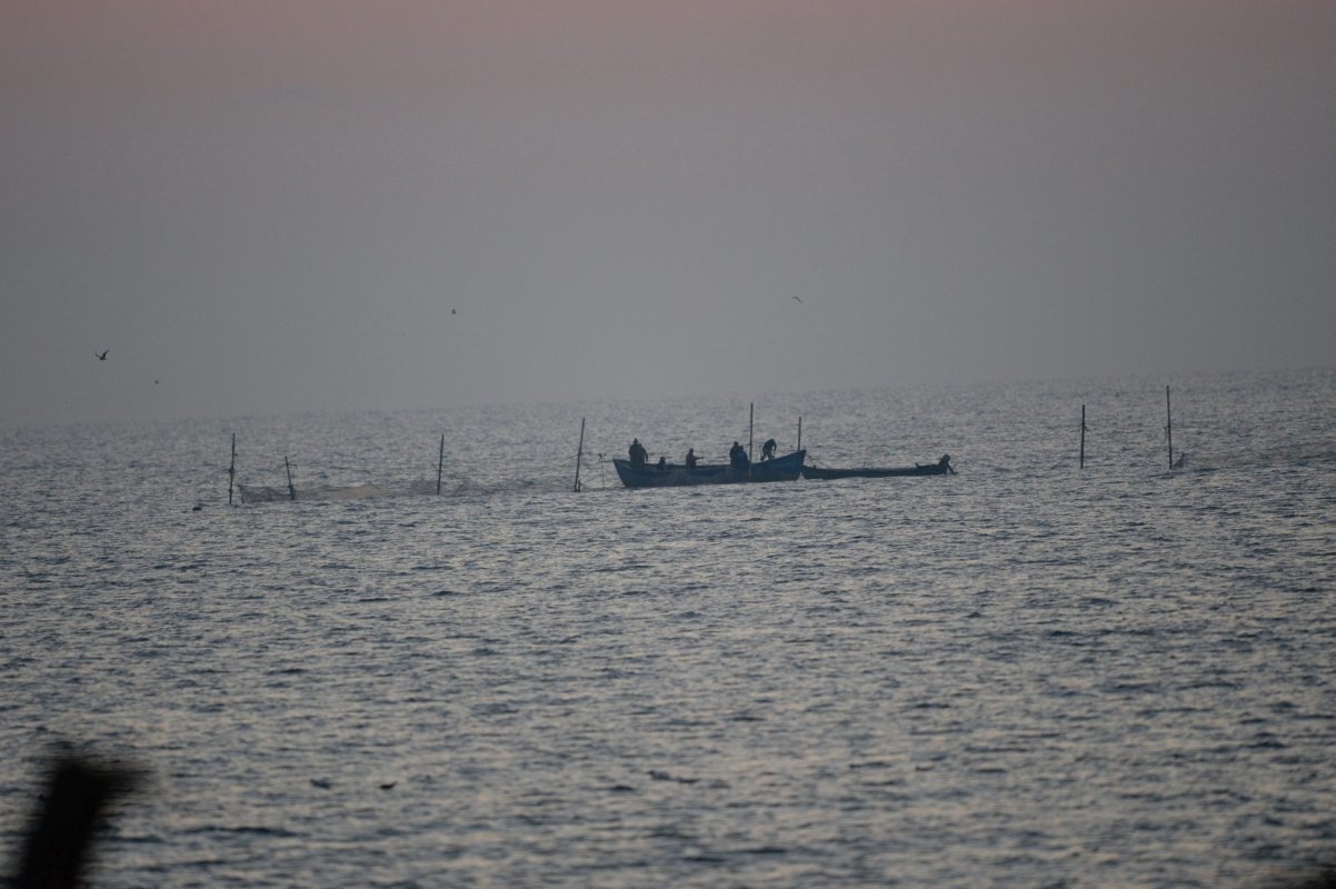 Refacere a stocurilor de peşte din Marea Neagră 334487