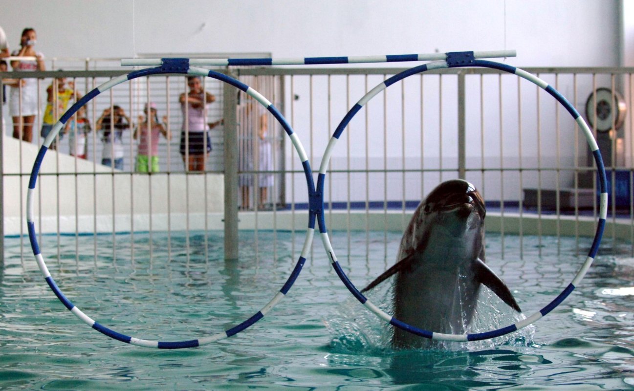 S-a redeschis delfinariul din Constanța 334778