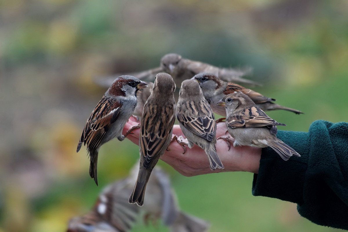 Matei 10, 23-31 (Dumnezeu veghează asupra noastră) 259402