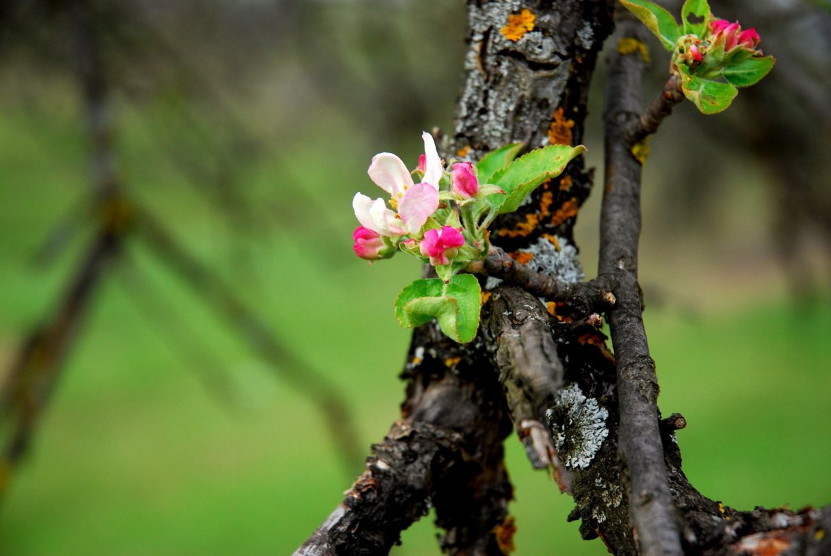 Pomi înfloriți a doua oară 335647