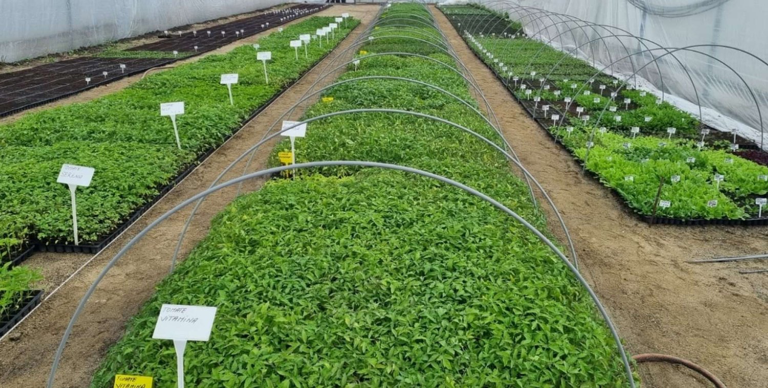 Soiuri vechi românești înscrise în Catalogul european 336151