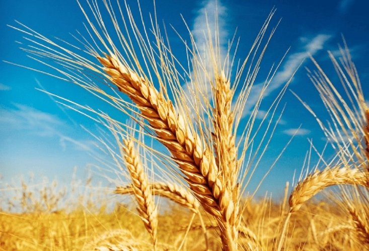 Pregătirea pentru „Marele seceriș” 337167