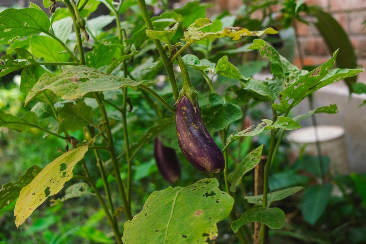 Colecție de soiuri de vinete la BRGV 338180