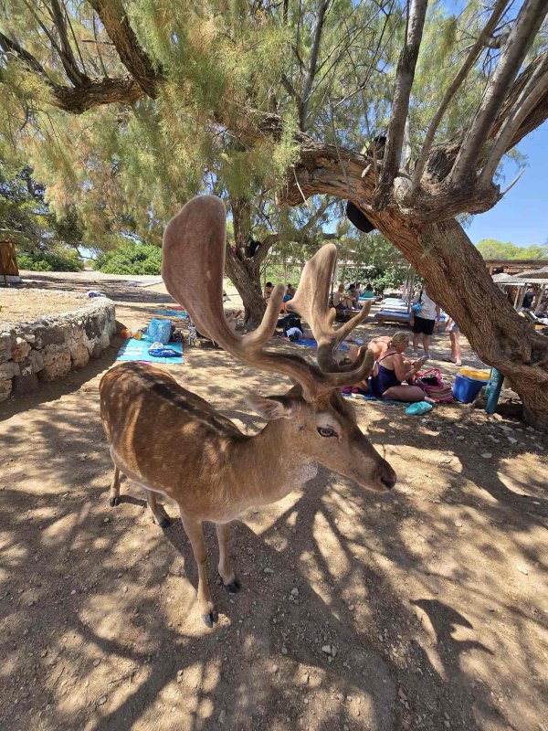 Între rugăciune și mare: ritmul blând al Eghinei 337811