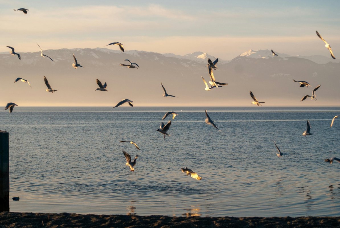 Albania: Cea mai veche aşezare lacustră din Europa 338402