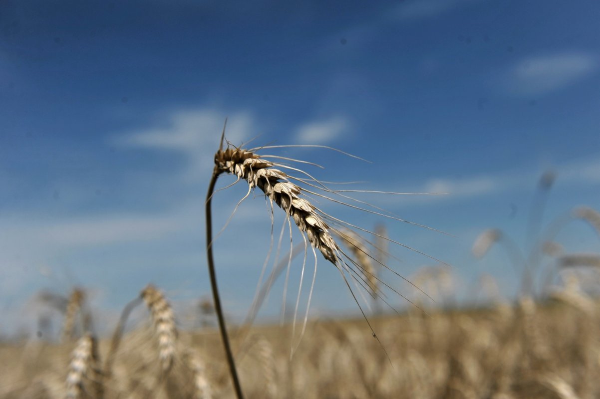 Propuneri pentru un sistem de management al riscurilor agricole 342039