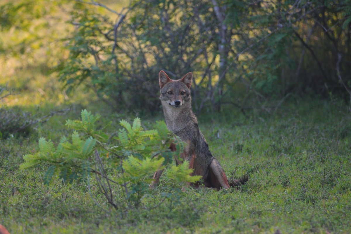 Atacuri ale șacalilor în județul Vaslui 343944