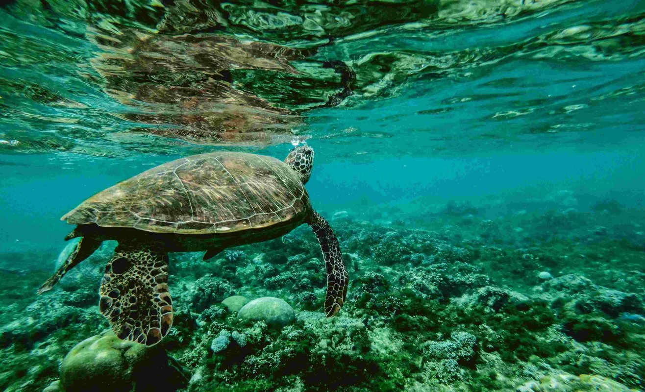 Limita „acidificării oceanelor” a fost depăşită 344107