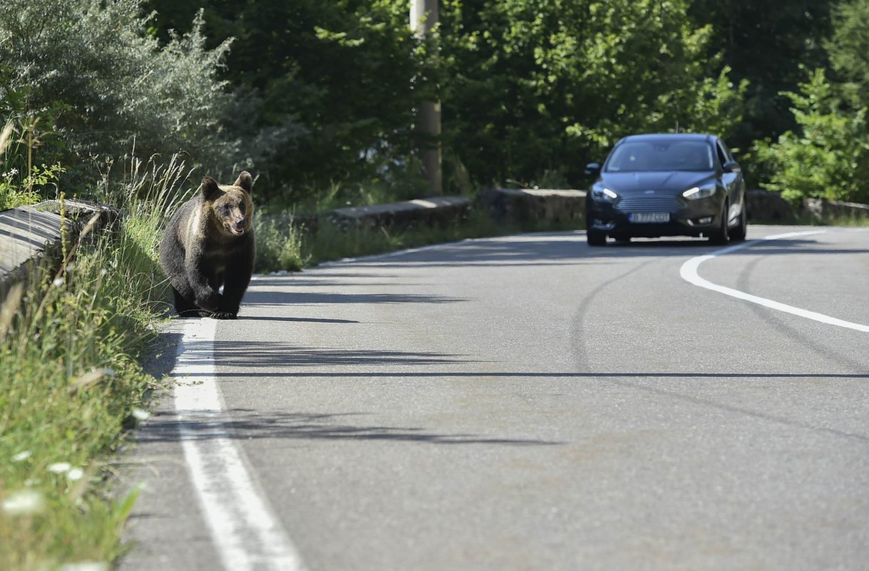 Amenzi de minimum 10.000 de lei pentru hrănirea urșilor 347610