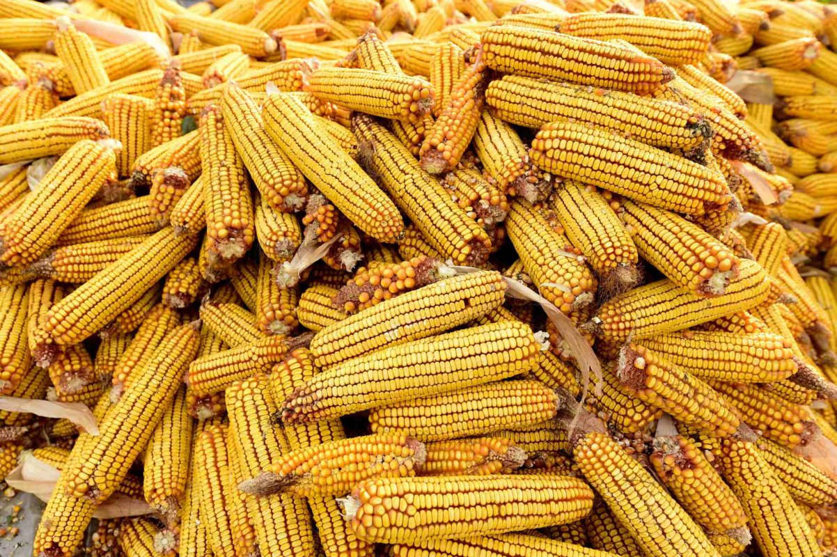 Standard EPPO pentru neonicotinoide 348495