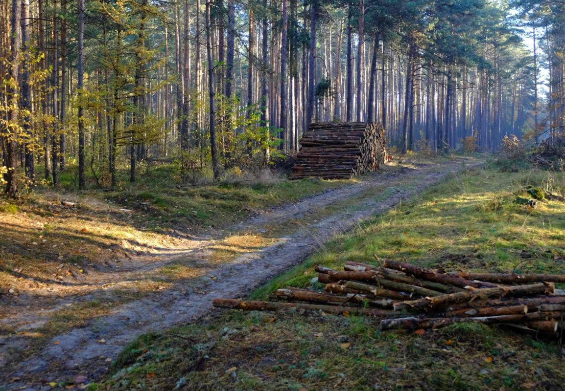 UE: Relaxări privind defrișările 348496