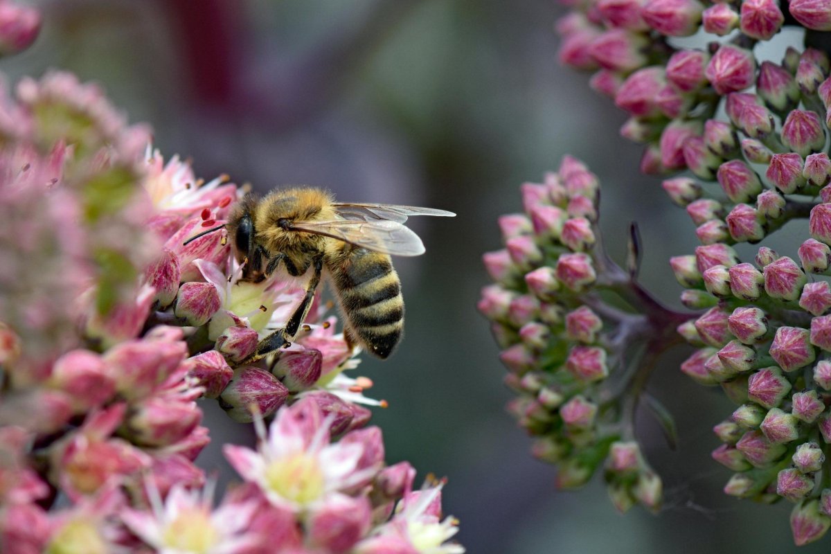 Monitorizare a polenizatorilor în UE 349029