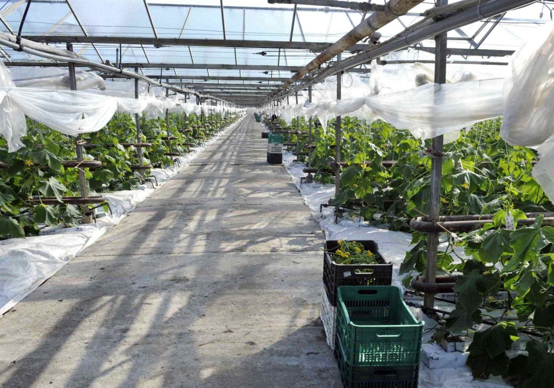 Plăți pentru cultivatorii de legume în spaţii protejate 349026