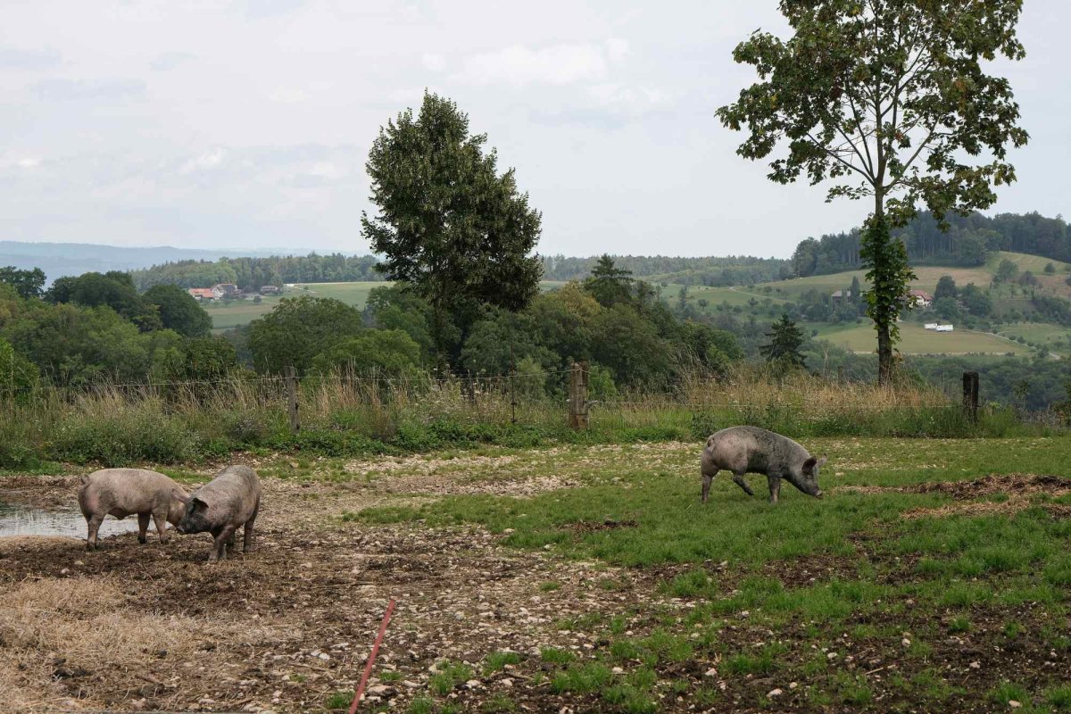 Îngrijorare din cauza apariției pestei porcine în Spania 349703