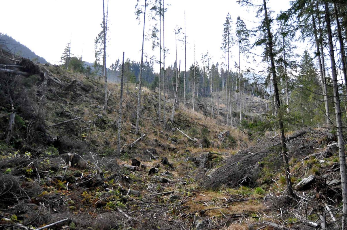 Uscarea pădurilor s-a accentuat în ultimii doi ani 350925