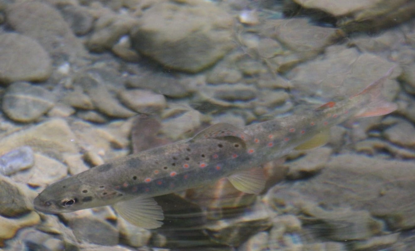 Repopulare cu păstrăvi a râului Putna 353793