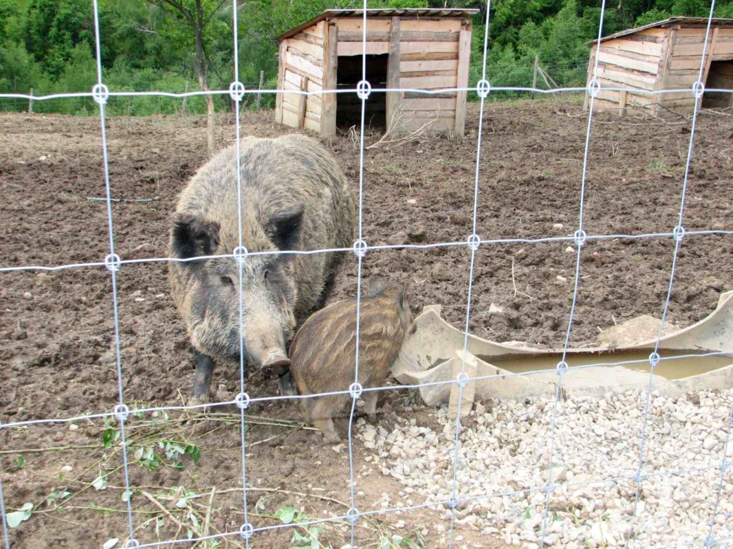 Pestă porcină pe fonduri de vânătoare 355277