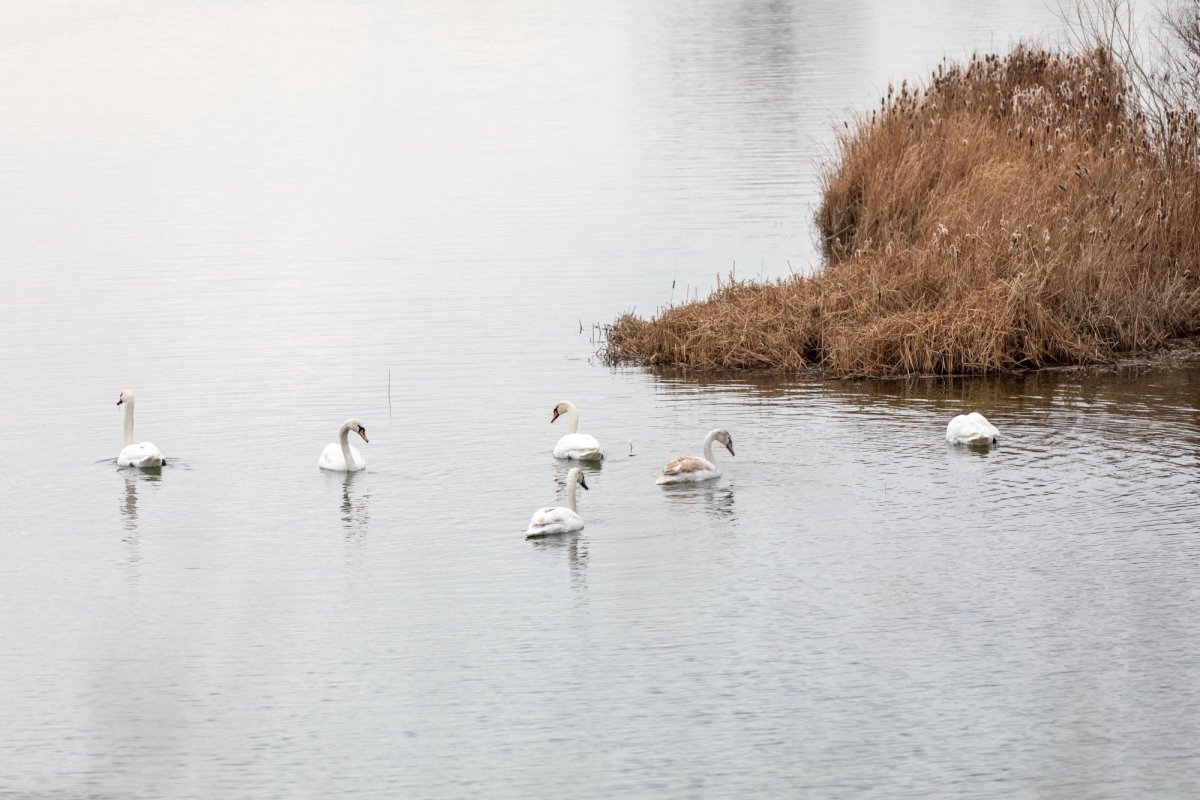 Vaslui și Neamț: Alertă din cauza gripei aviare 355278