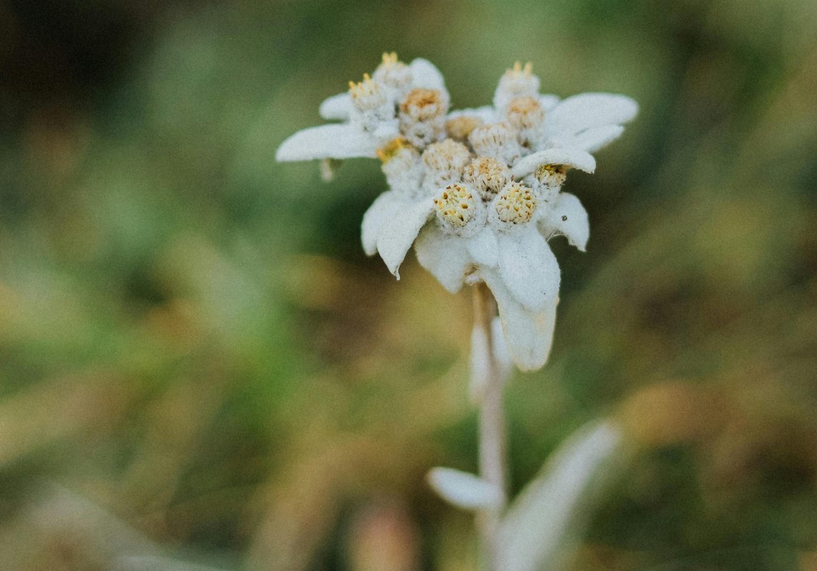 Floarea de colț, „perla” băncii de semințe de la Buzău 357100