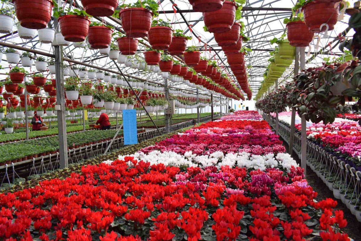 Finanțare pentru floricultori 358881