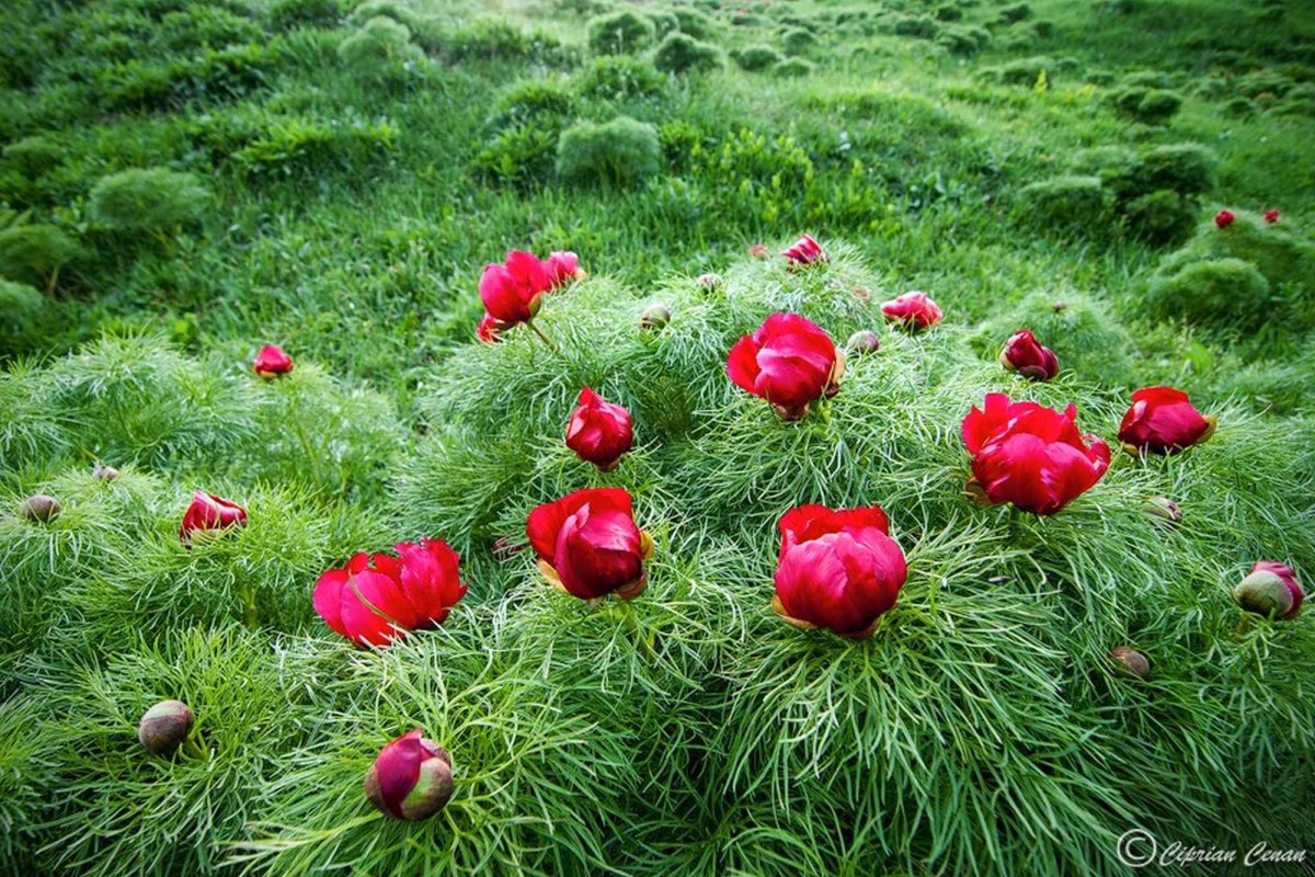 Festivalul bujorilor la Zau de Câmpie 359975
