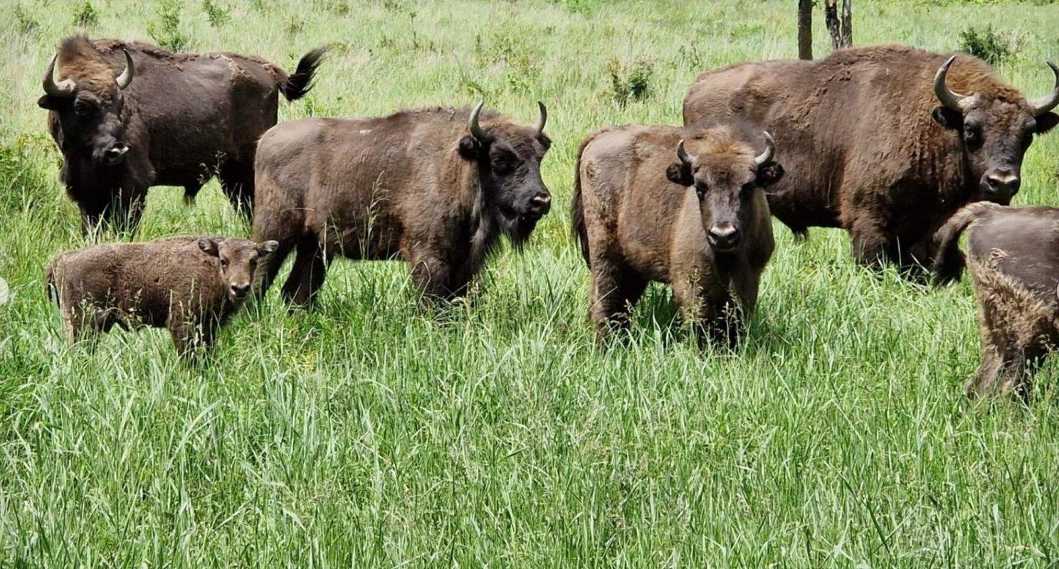 România pe harta globală a sunetelor naturii 360483