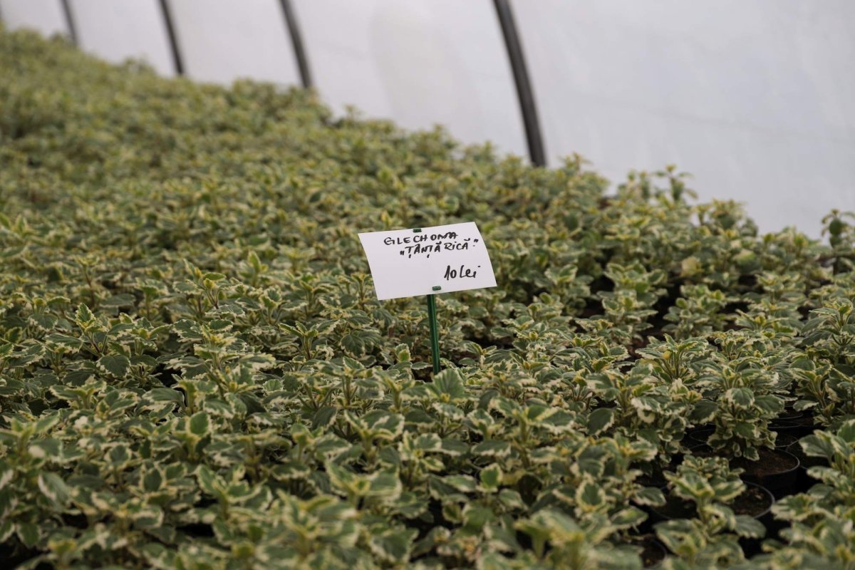 Florile credinţei din sufletul unei eleve olimpice 360264