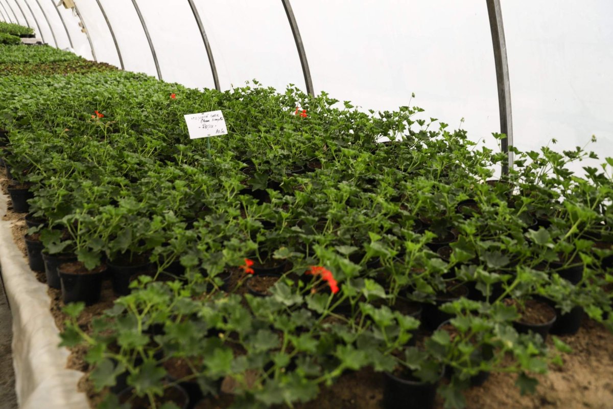 Florile credinţei din sufletul unei eleve olimpice 360265