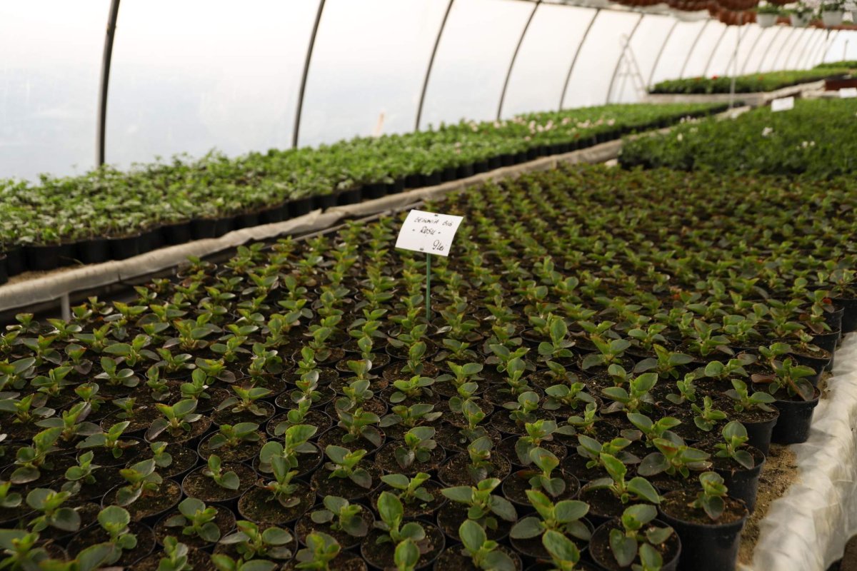 Florile credinţei din sufletul unei eleve olimpice 360266